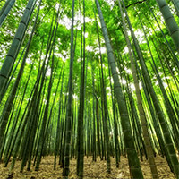 Five Years of CEPRA and the Parable of the Chinese Bamboo Tree photo
