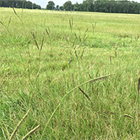 Florida Turfgrass Varieties photo