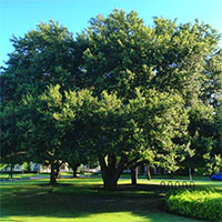 Hardwood Tree Pruning photo