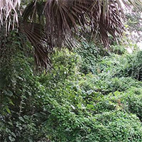 Florida's Invasive Plants photo