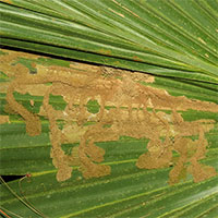 Palm Pests photo