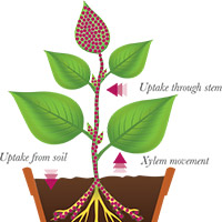 Why Use Plant Growth Regulators photo