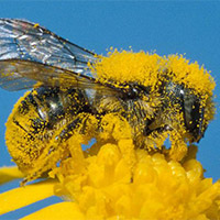 The Benefits of Pollinators photo