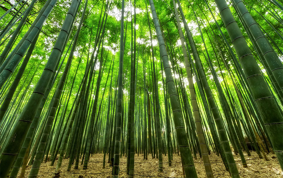 Bamboo