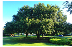 hardwood tree pruning photo