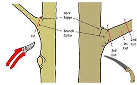 hardwood tree pruning photo