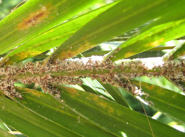 CEPRA Landscape News | Palm Pests