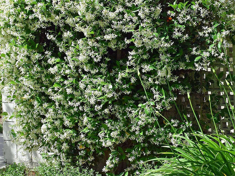 Confederate Jasmine photo