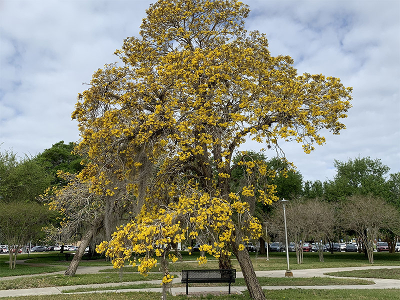 Tab Tree photo