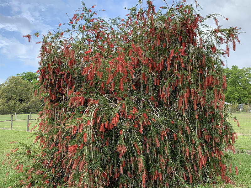 Bottlebrush Tree photo