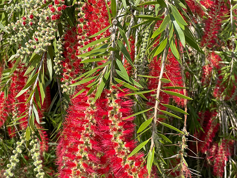 Weeping Bottlebrush photo