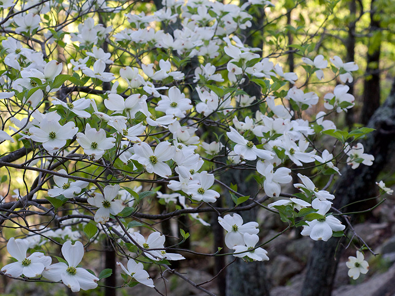 Dogwood Flowers photo