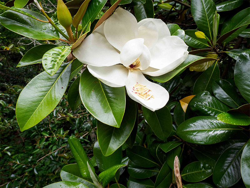 Magnolia Grandiflora photo