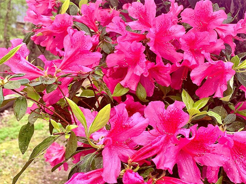 Formosa Azaleas photo