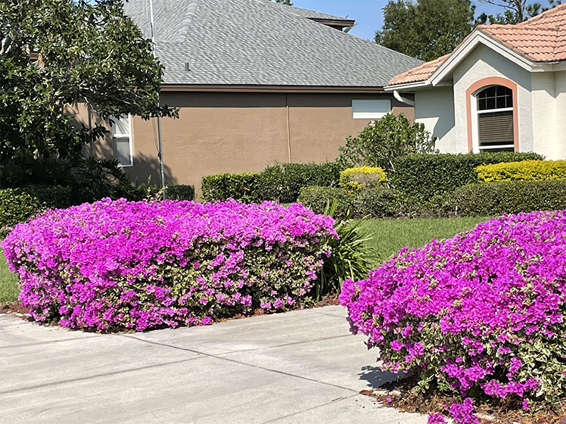 Bougainvillea photo