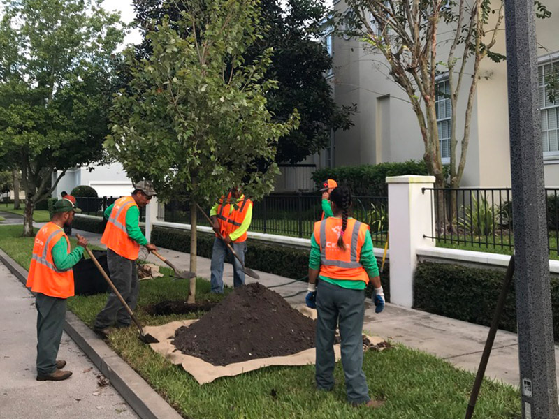 Tree Care Services photo